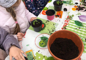 Dzieci wsadzają sadzonki pomidorów do doniczek